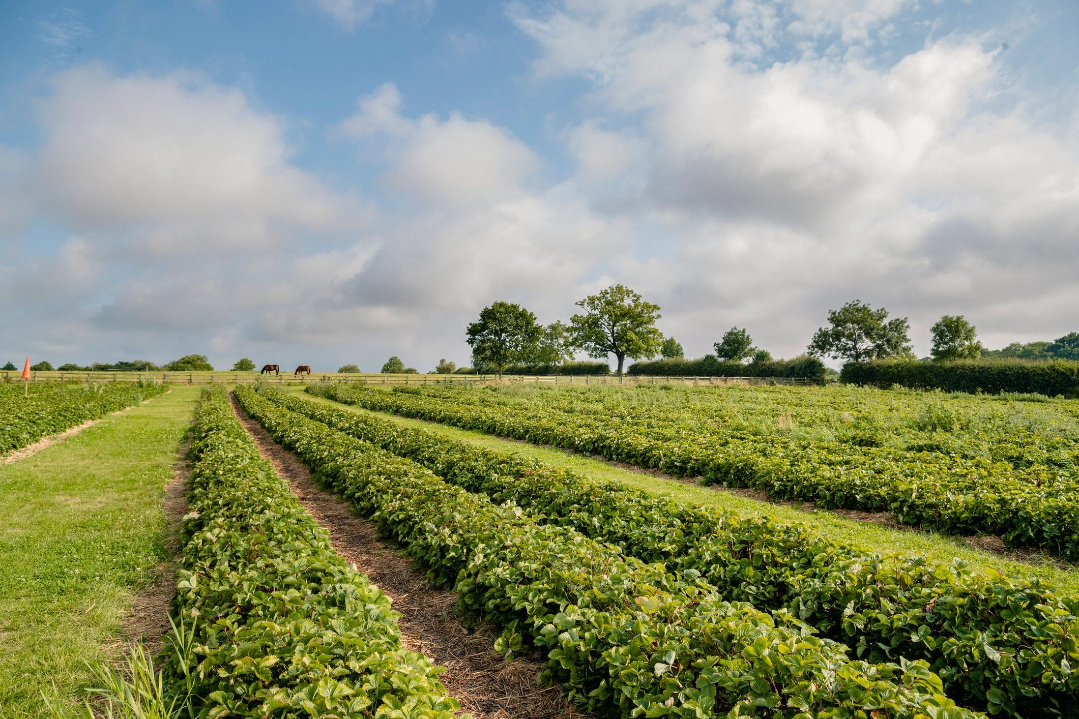 Rows of crops in an organic farm field
