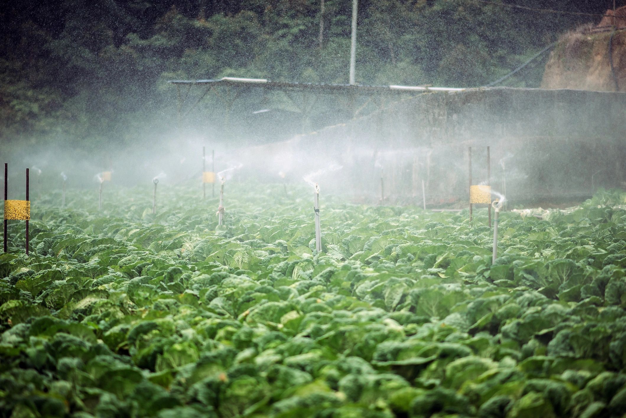 Automated irrigation system operating across productive farmland
