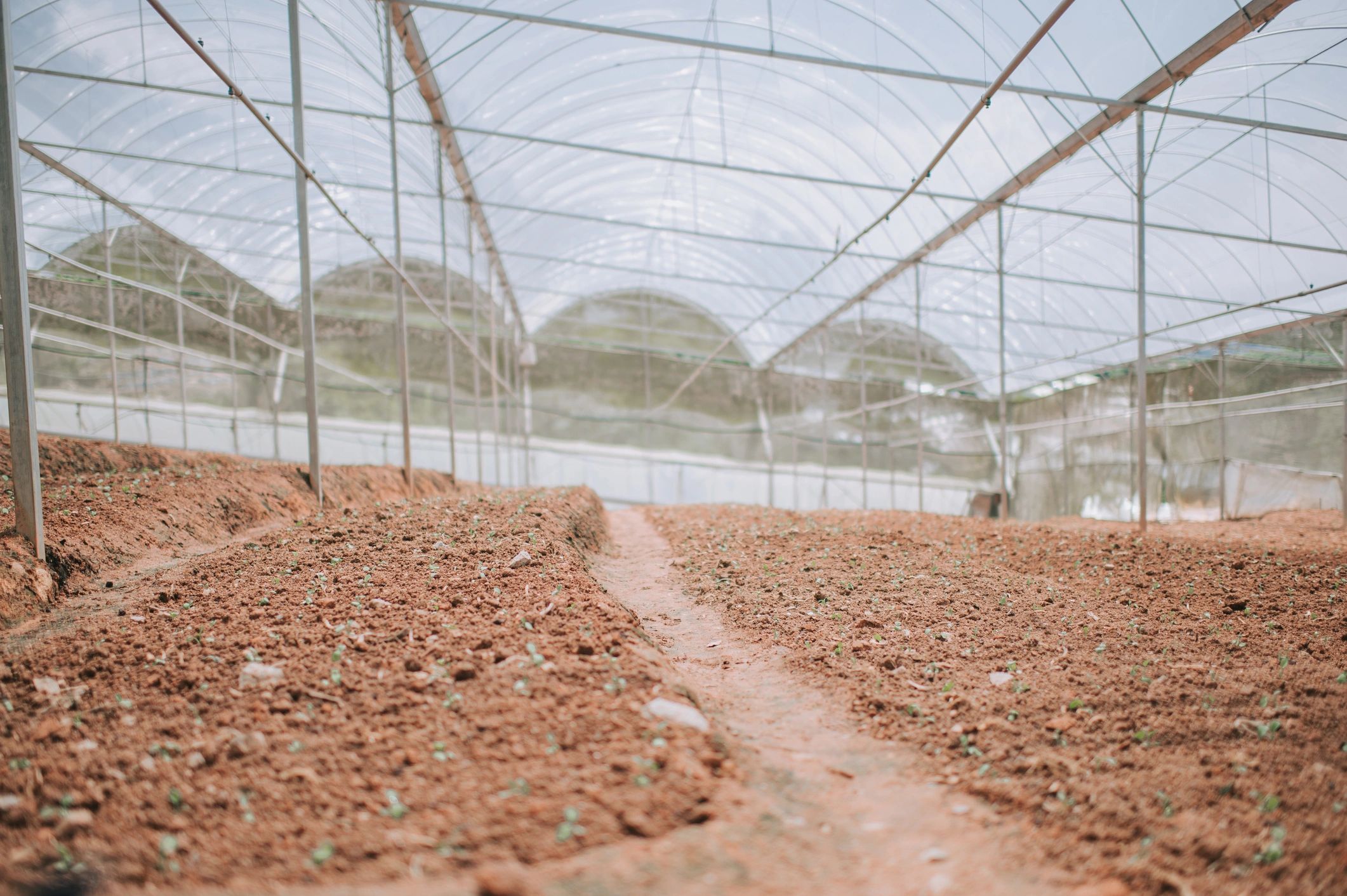 Greenhouse sowing rows showing organized agricultural production