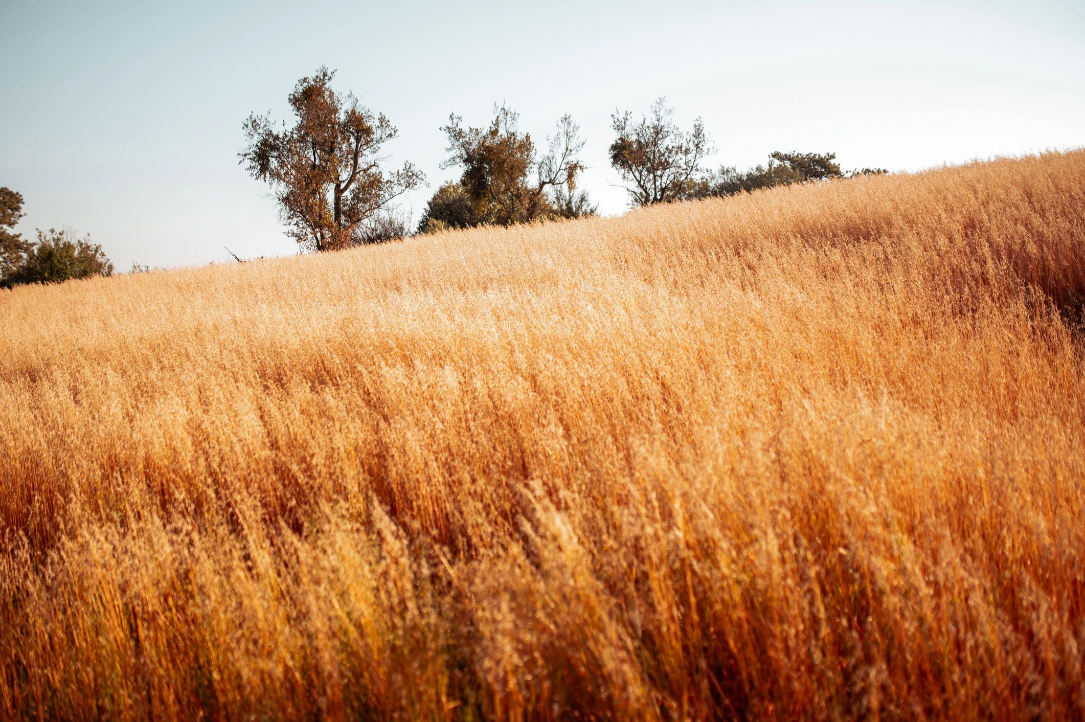 Organic grain field ready for harvest