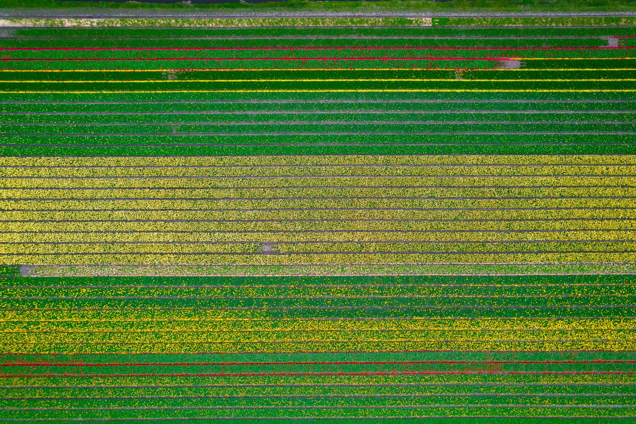Aerial view of cultivated crop rows