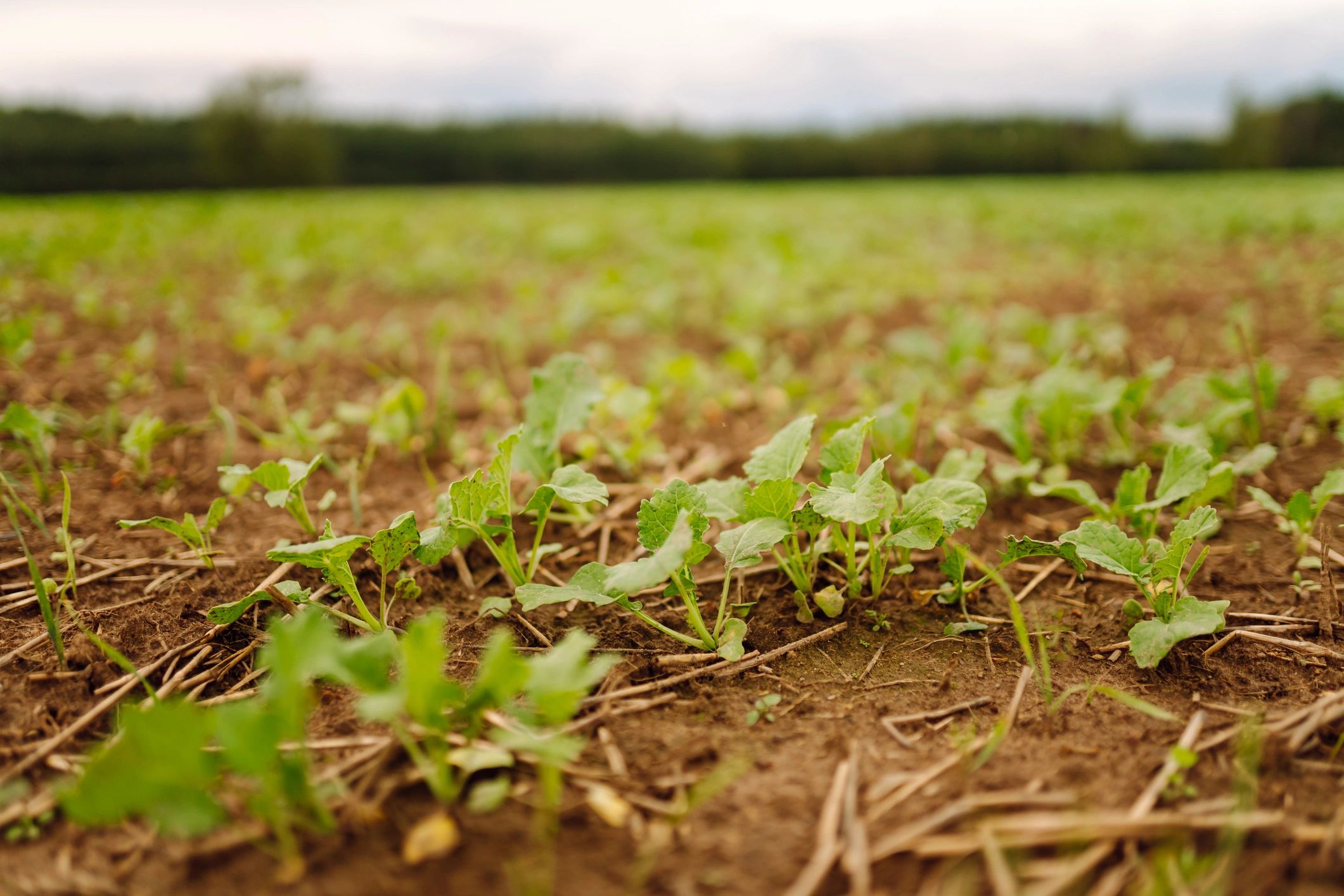 Rows of healthy crops in a field
