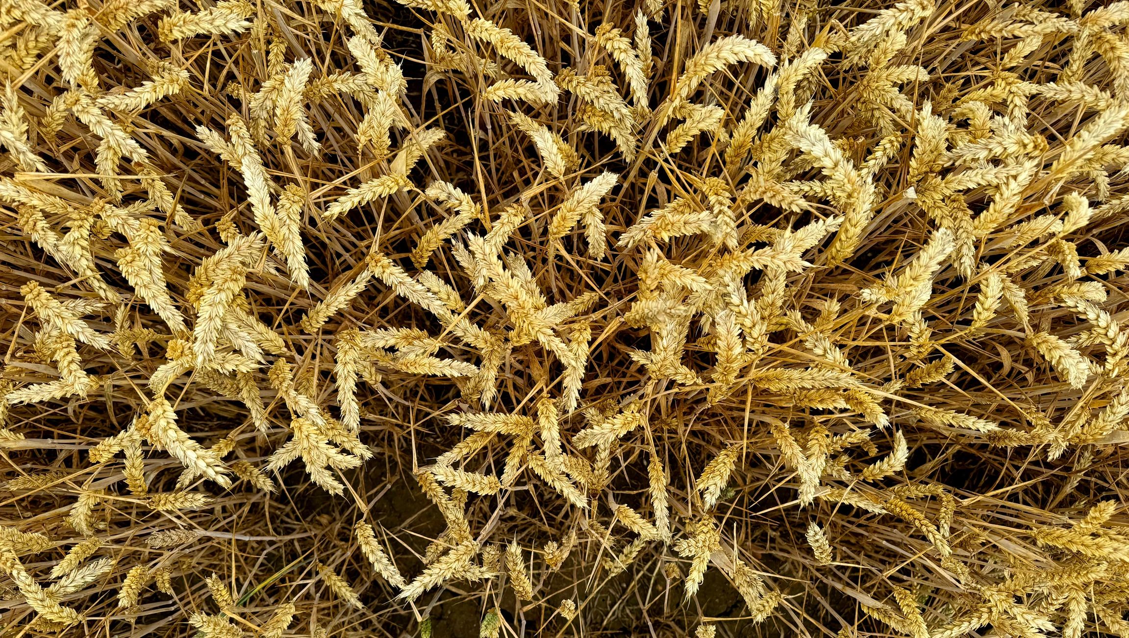 Close view of productive farm crops