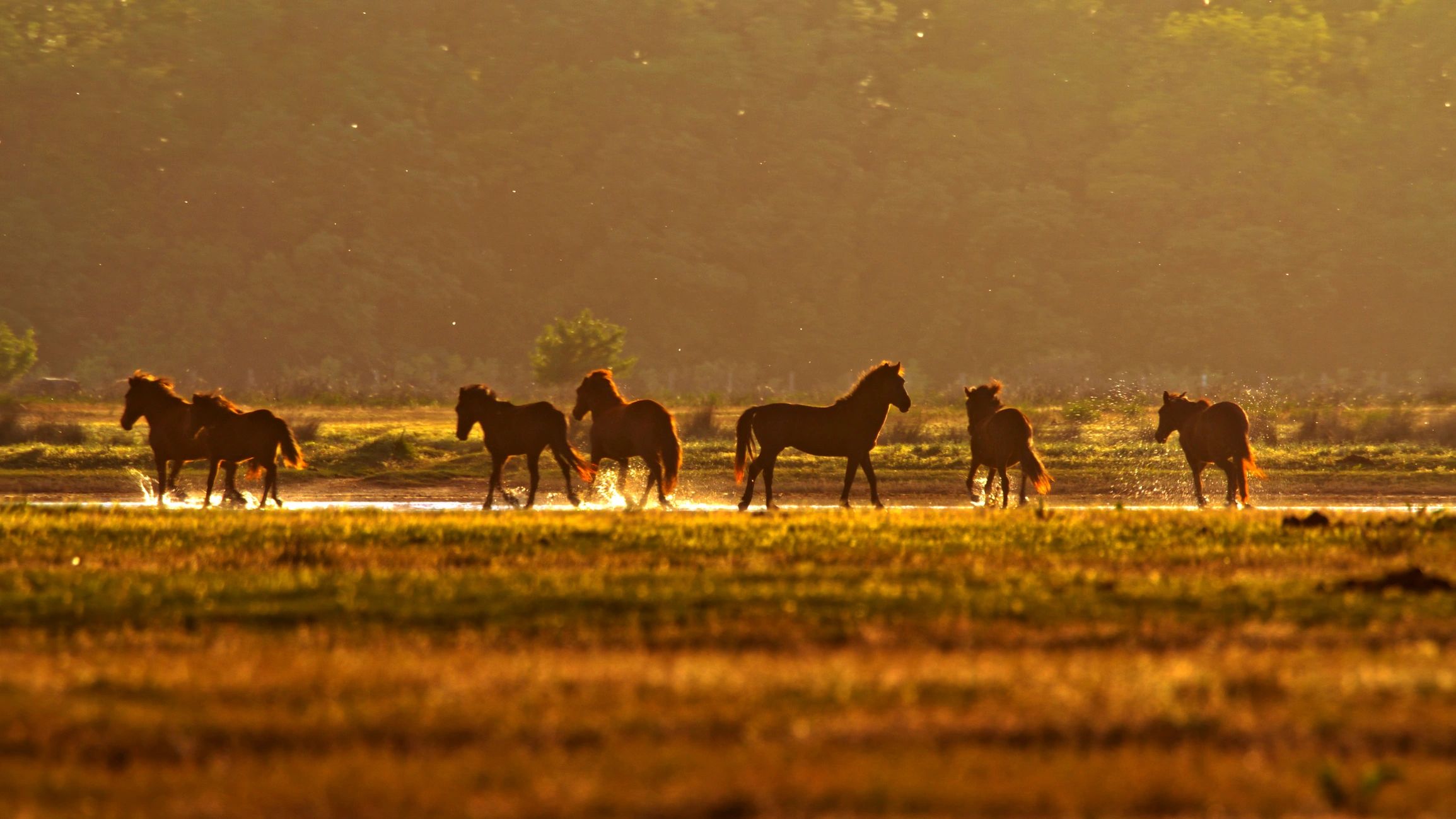 Wild horses moving through open rangeland