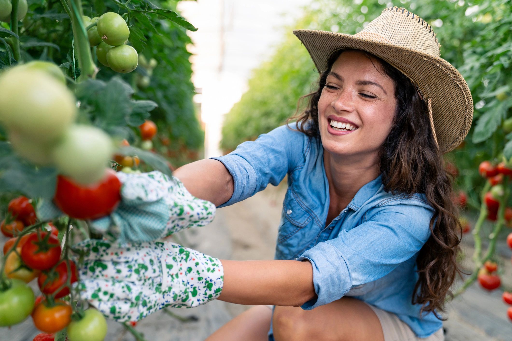 Farmer harvesting tomatoes in a greenhouse