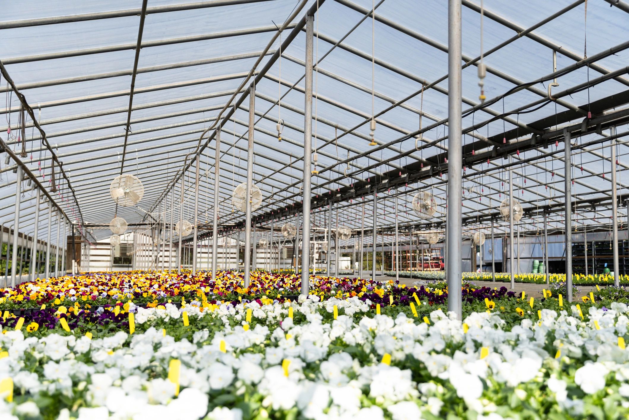 Interior agricultural facility showing organized growing environment