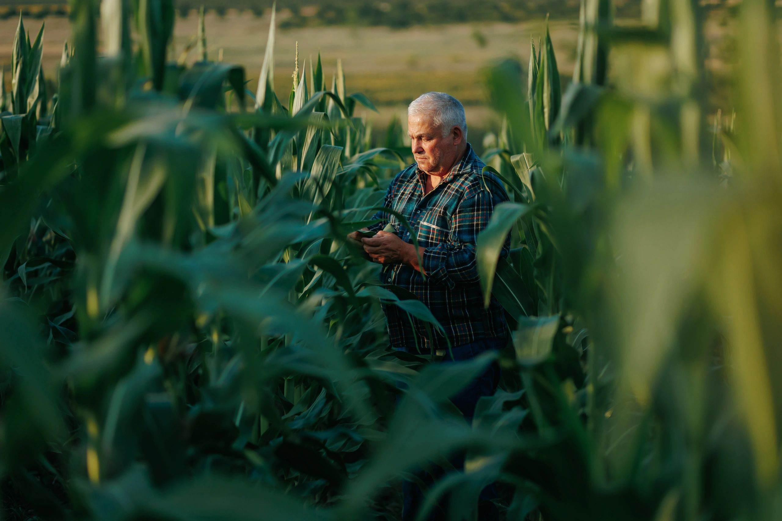 Farmer inspecting healthy crop rows in the field