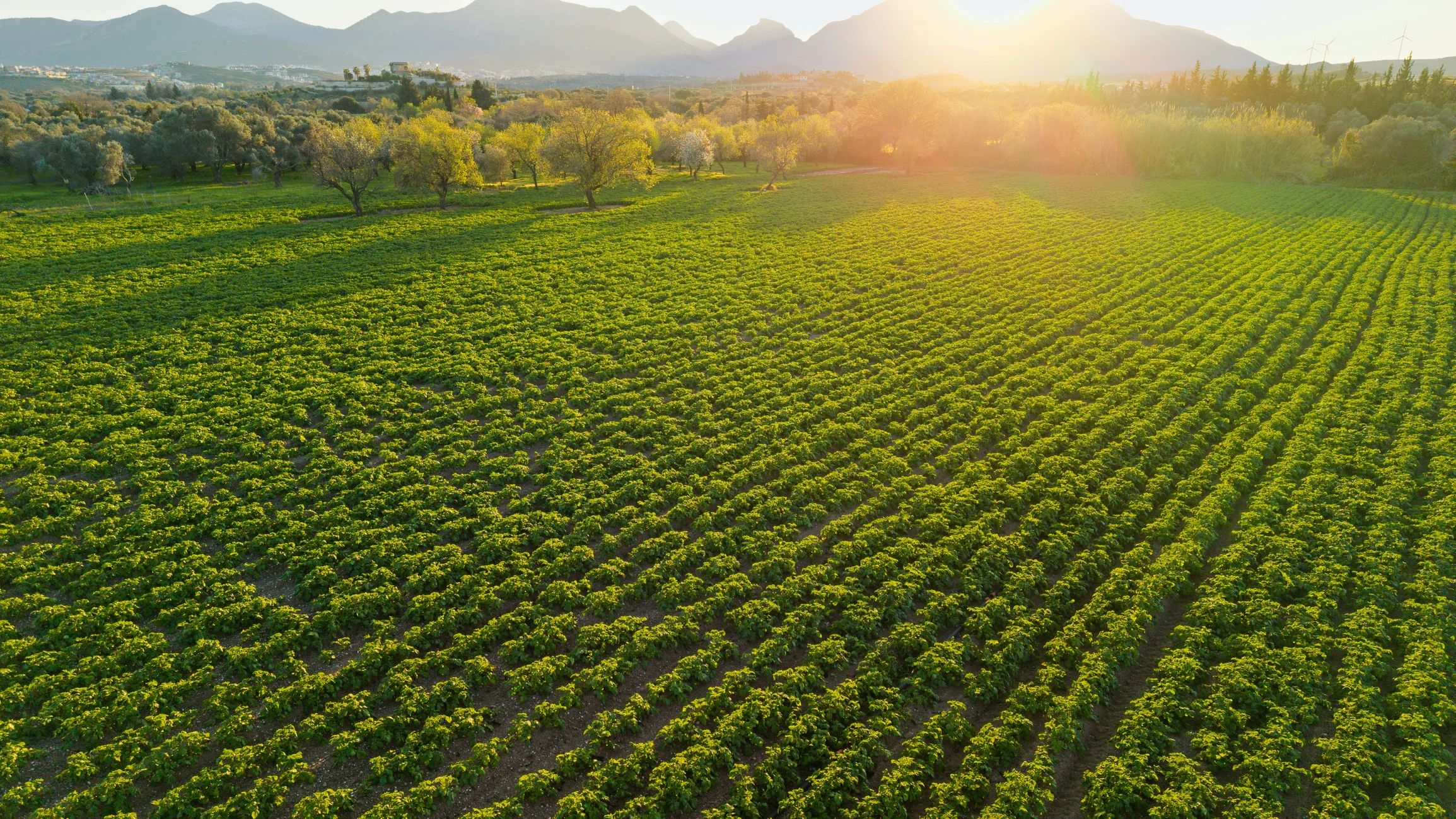 Cultivated crop rows across a working farm landscape