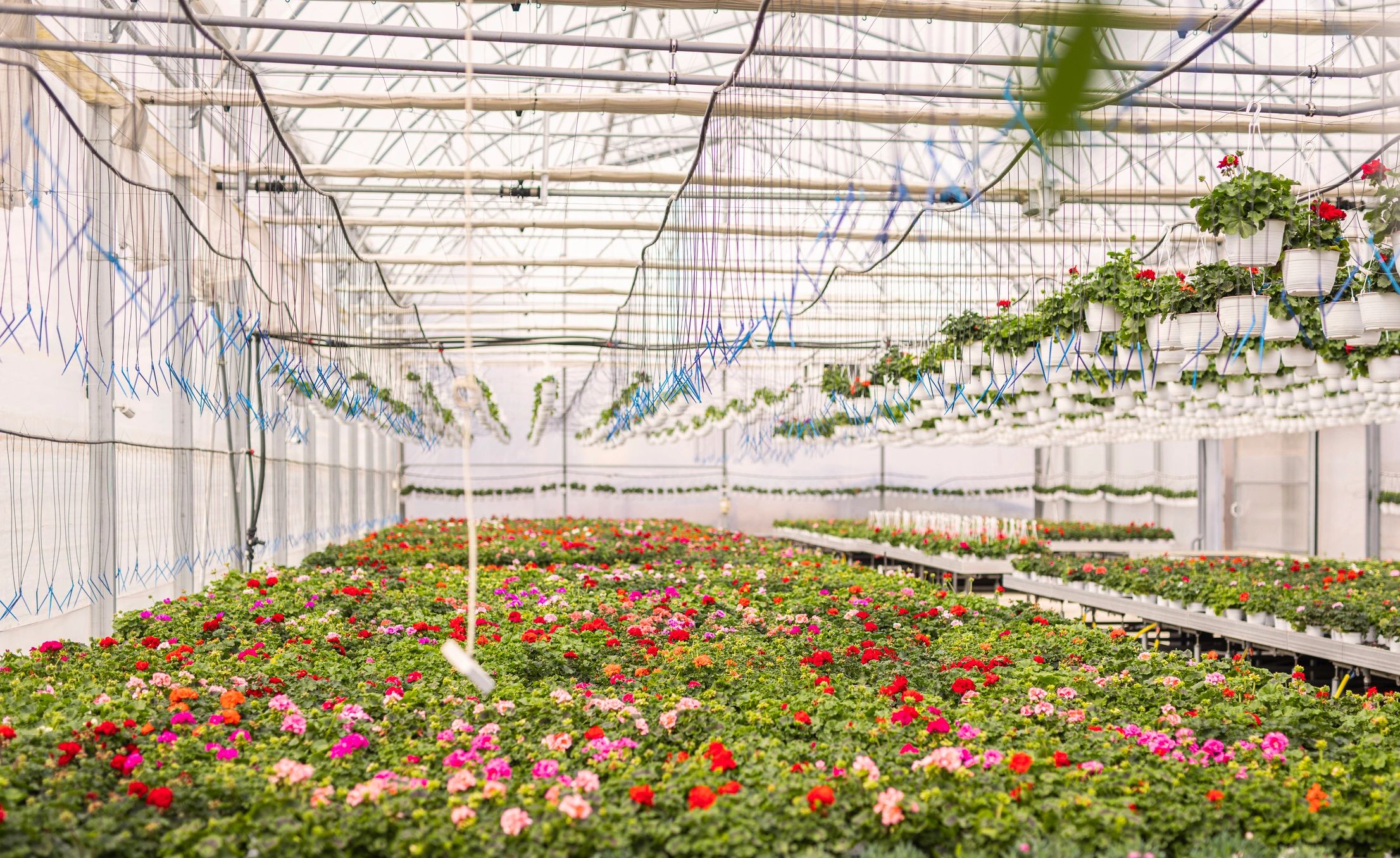 Modern greenhouse crop cultivation