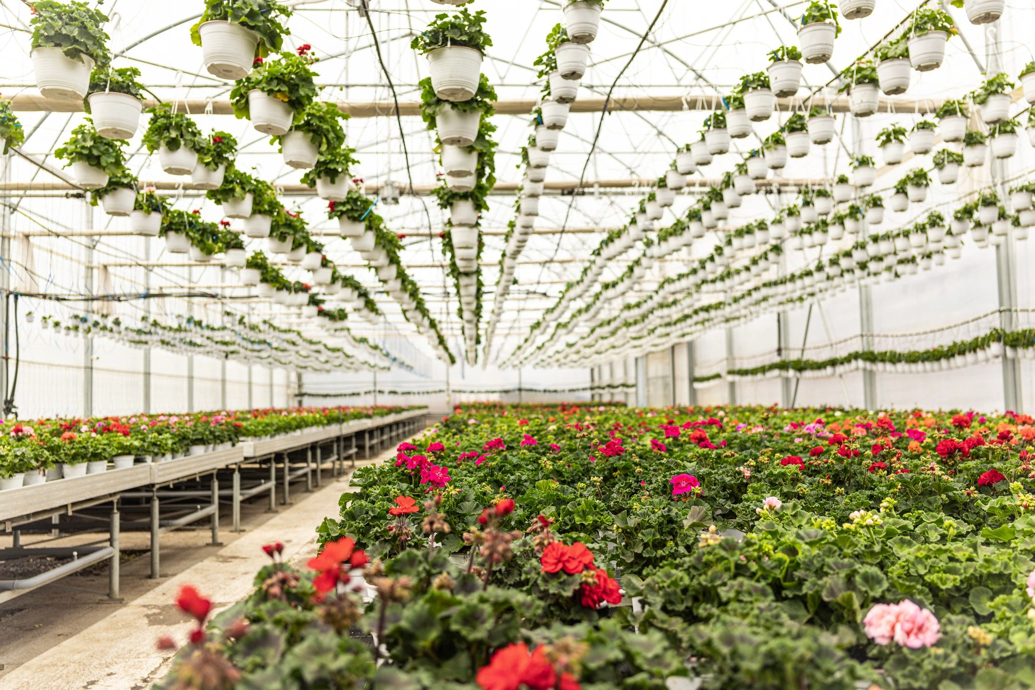 Plants growing in a controlled greenhouse environment
