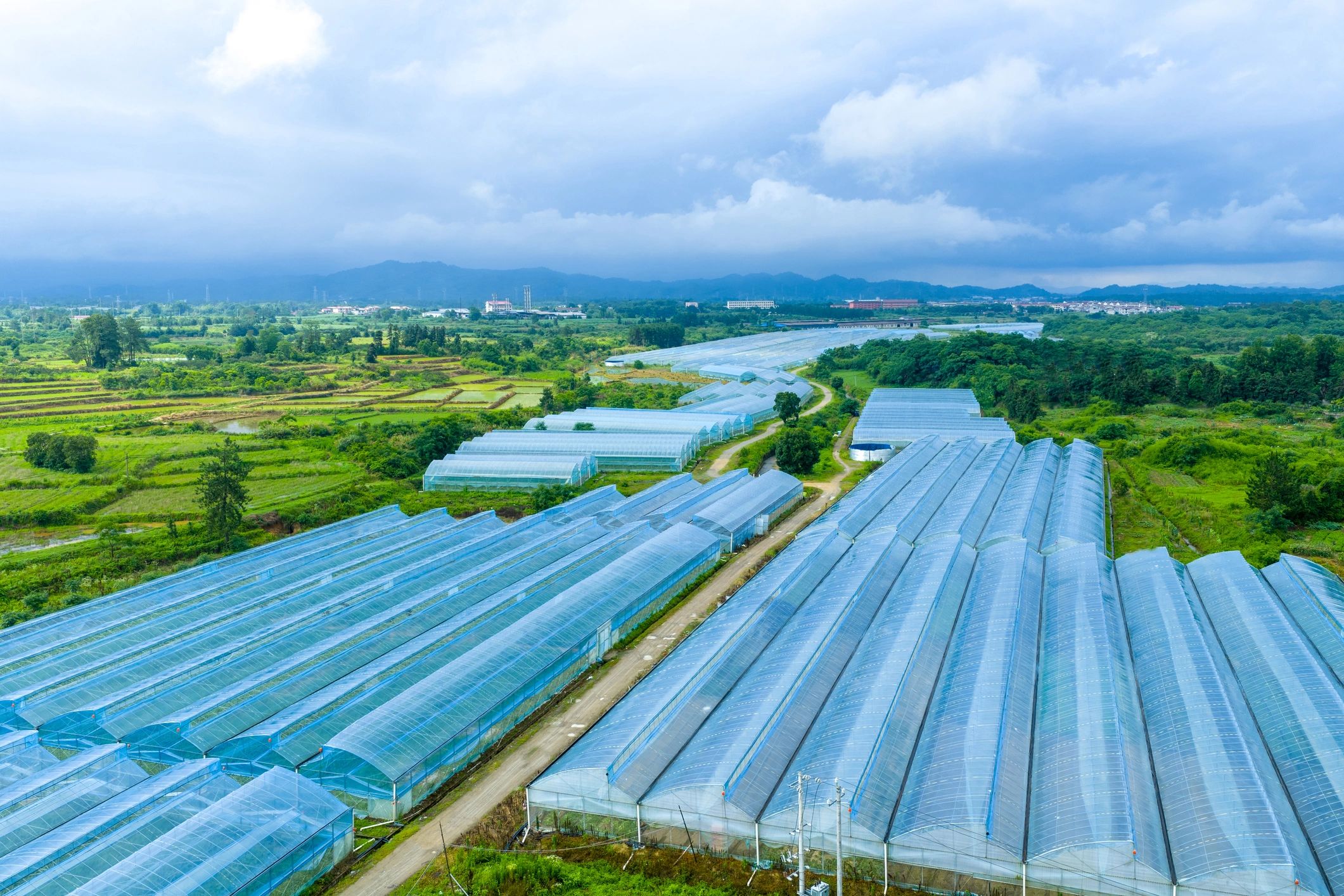 Aerial view of modern greenhouse agriculture