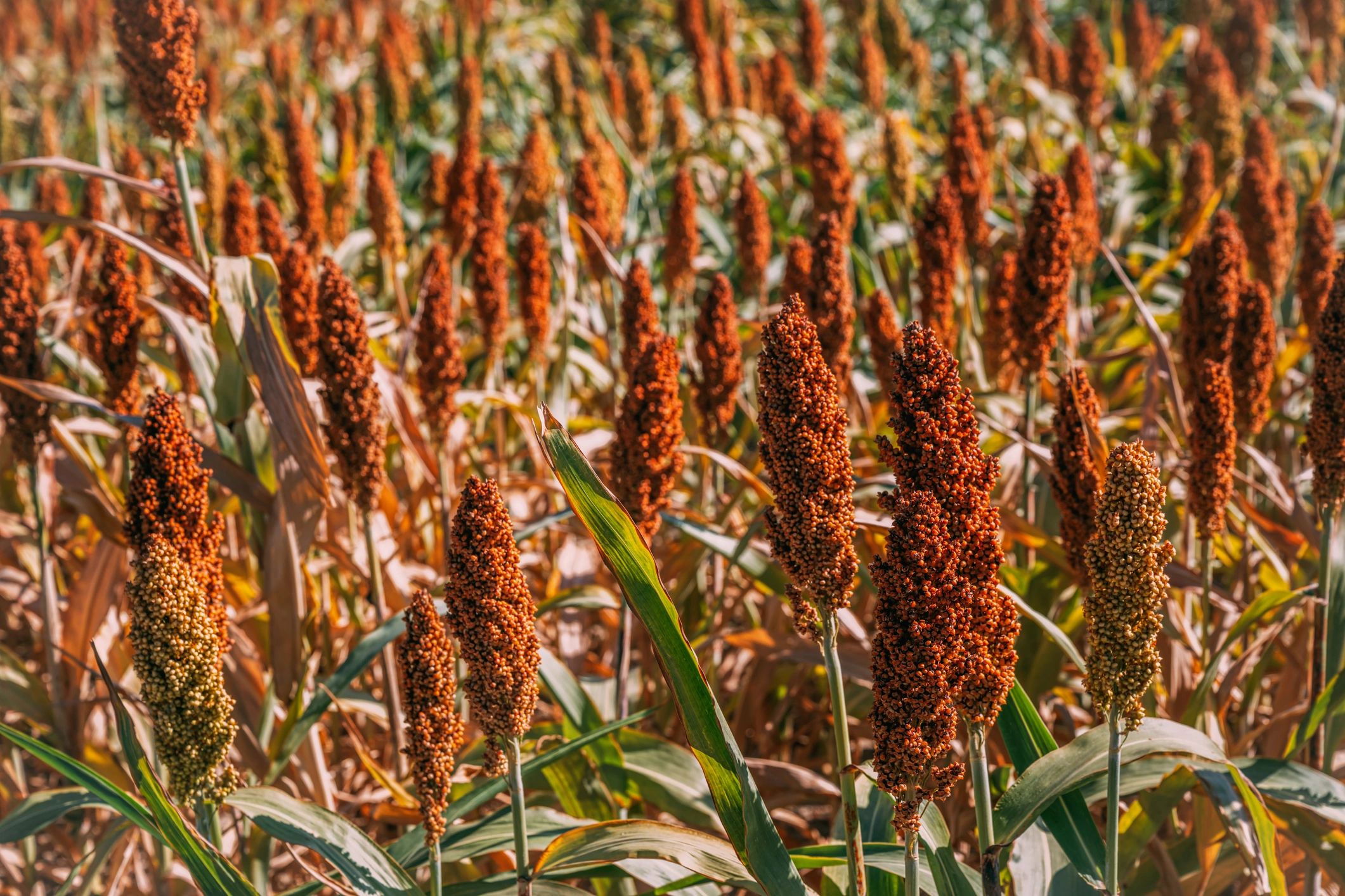 Agricultural field representing scalable crop supply