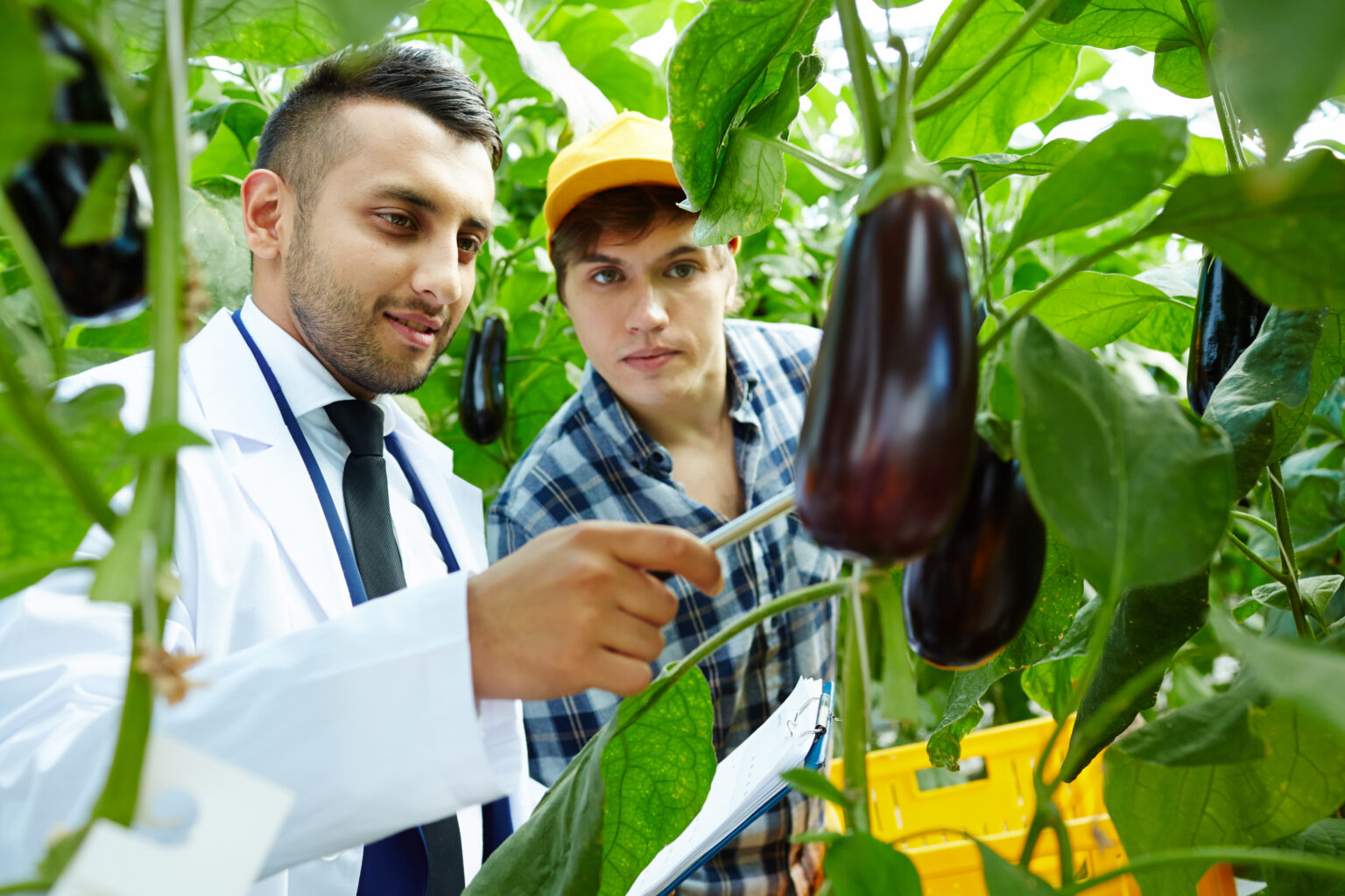 Two people examining crops in a greenhouse as part of agricultural training